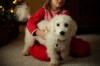 Portrait of girl holding onto small white dog