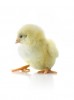 chick