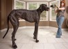 Tallest dog