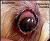 Top 10 Common Dog Infections