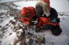 Meteorite in Antarctica