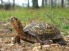 Box turtle