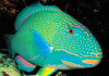 Rainbow Parrot Fish