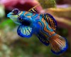 Mandarin Fish