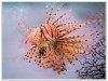 Lion Fish