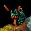 Nudibranch