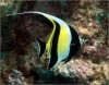 Moorish Idol