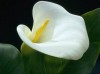 Calla Lily