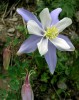 Colorado Columbine: