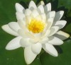 White Lotus