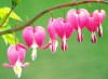 Bleeding Heart