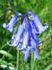 Blue Bells
