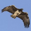 Martial Eagle