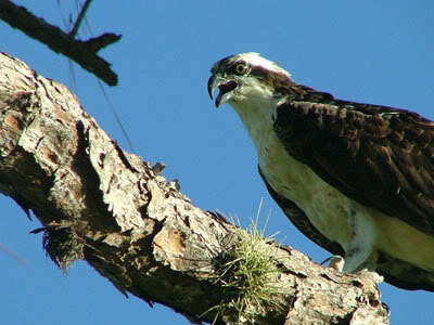 Dangerous Bird