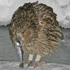Blakiston’s Fish Owl