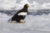 Steller’s Sea Eagle