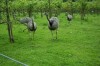 Rheas