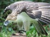 Philippine Eagle
