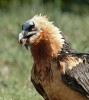 Bearded Vulture