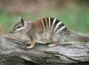 Numbat