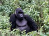 Mountain gorilla