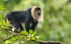 Lion-tailed macaque