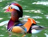 Mandarin duck