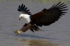 White-tailed fish eagle