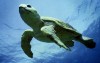 Loggerhead turtle