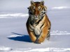 Siberian tiger