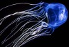 Box Jellyfish