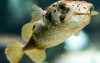 Puffer Fish