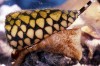 Marbled Cone Snail