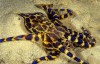 Blue-Ringed Octopus