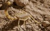 Death Stalker Scorpion