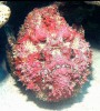 Stonefish