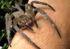 The Brazilian wandering spider