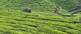 Munnar