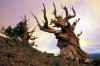 Methuselah Tree