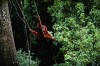Tropical Rainforest Sumatra
