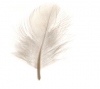 Feather