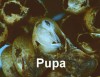 pupa