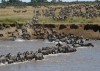 Great Migration in Kenya