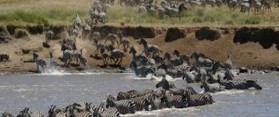 Great Migration in Kenya