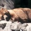 Bear hibernating