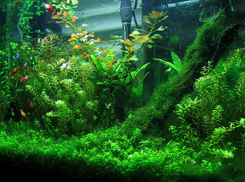 Aquarium Plants