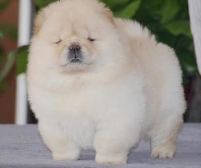 Chow Chow Puppy