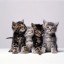 Orphaned Kittens