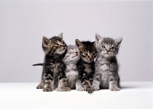 Orphaned Kittens