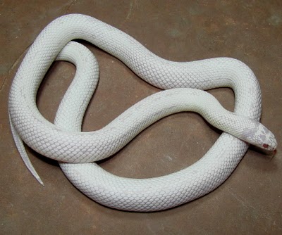 California King Snake